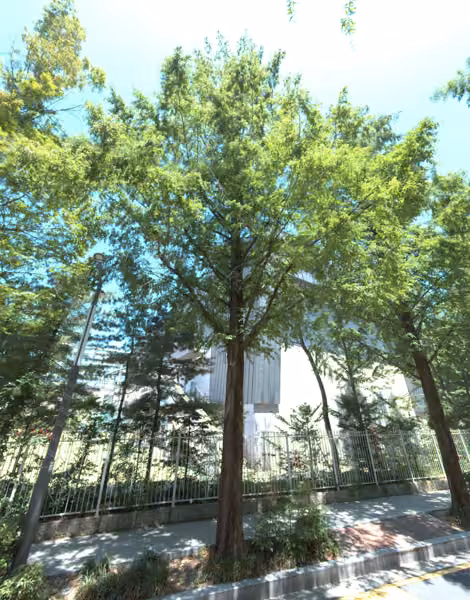 tree photo