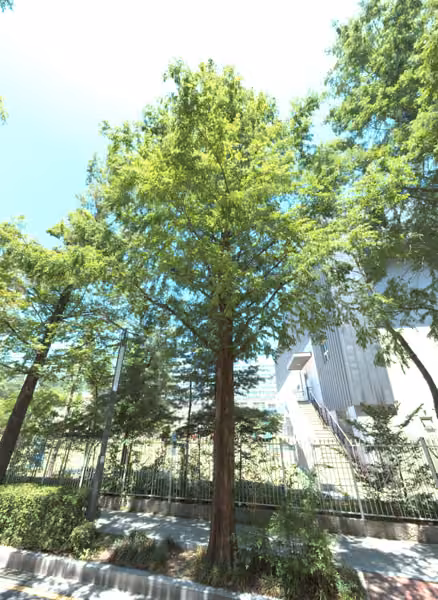 tree photo