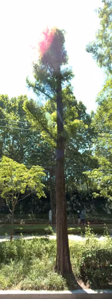 tree photo