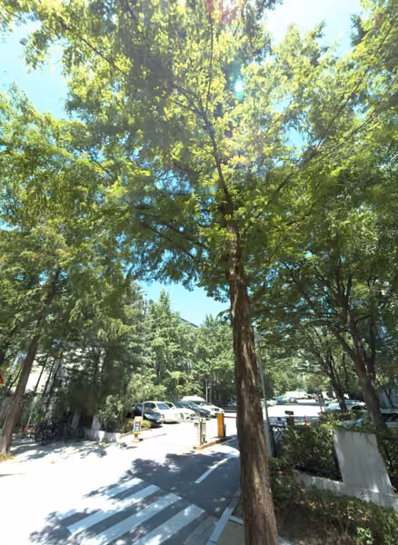 tree photo
