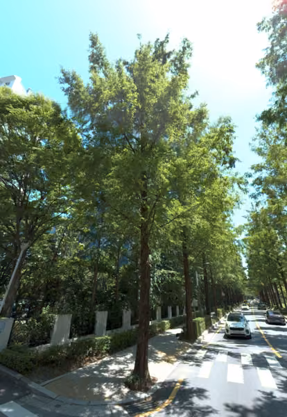 tree photo