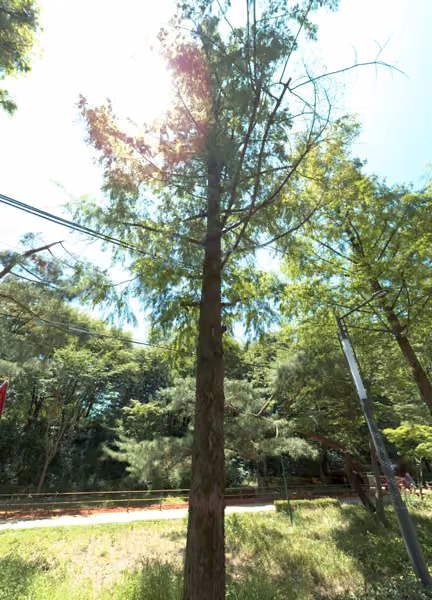 tree photo