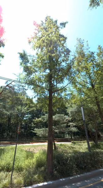 tree photo