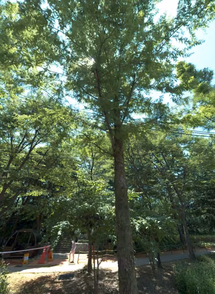 tree photo