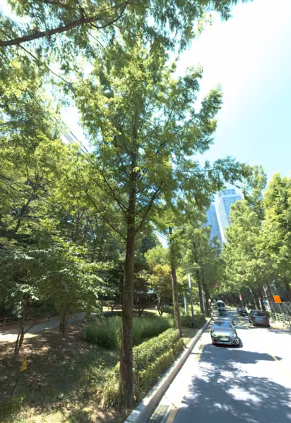 tree photo
