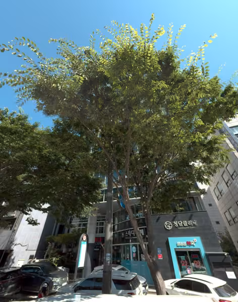 tree photo