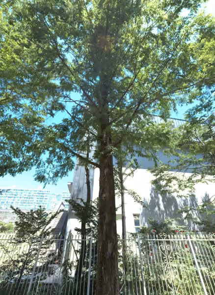 tree photo