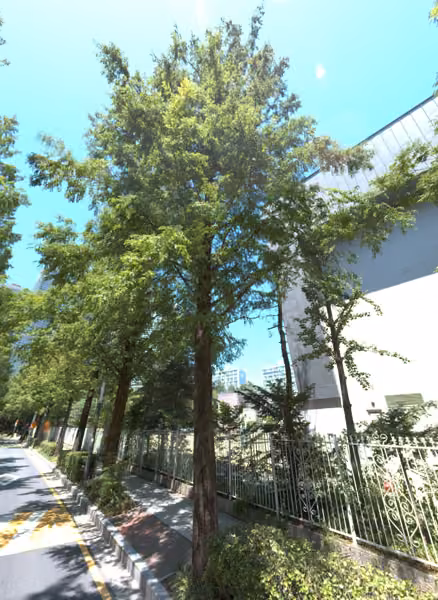 tree photo