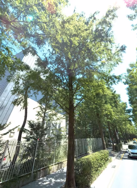 tree photo