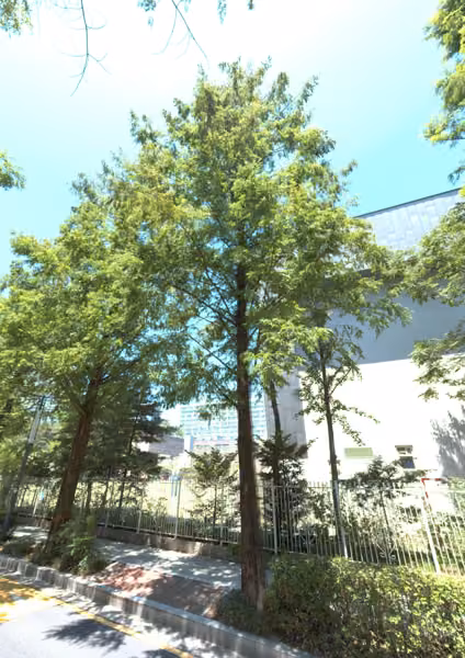 tree photo