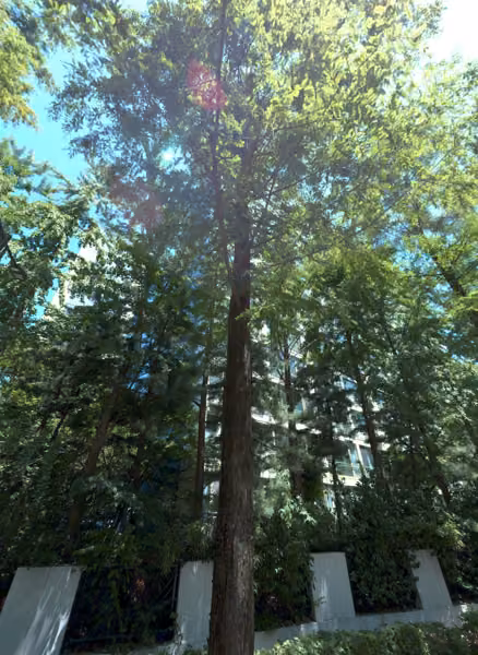 tree photo