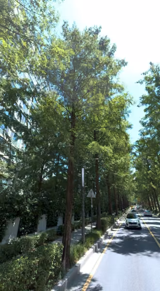 tree photo