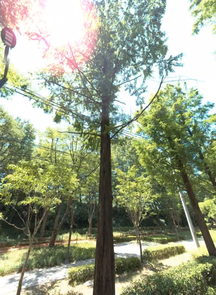 tree photo
