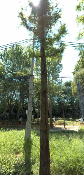 tree photo