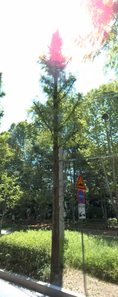 tree photo