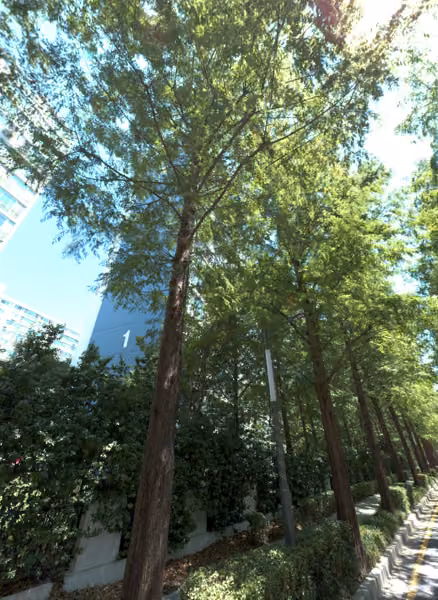 tree photo