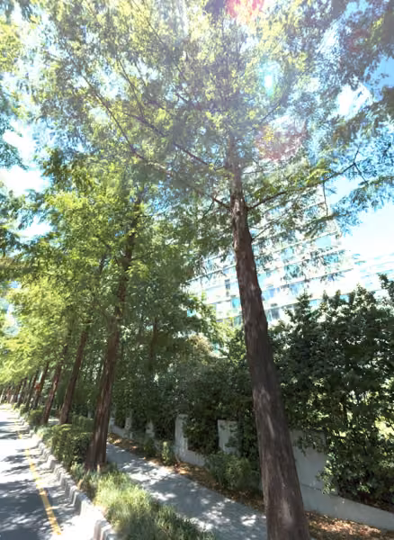 tree photo