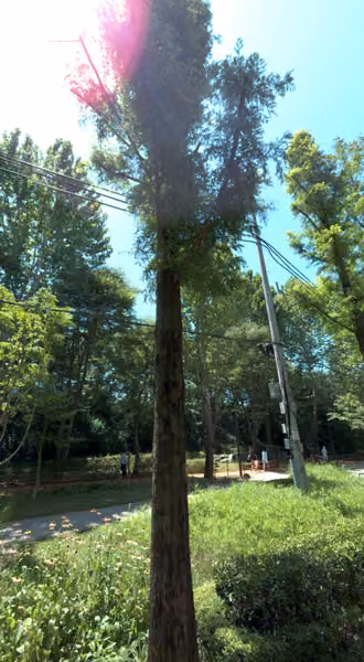 tree photo