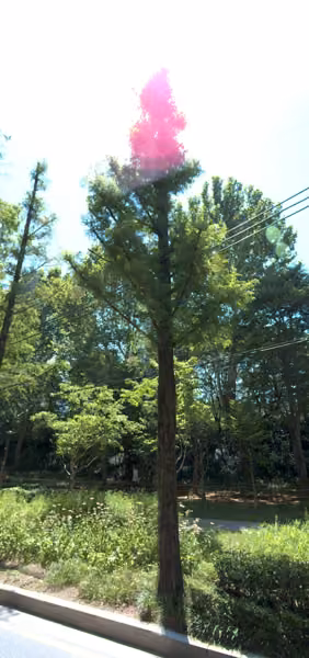 tree photo