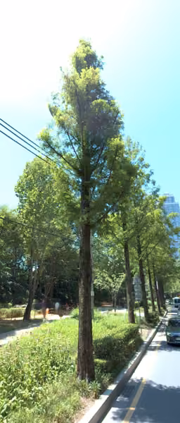 tree photo