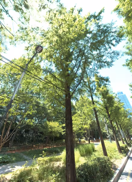 tree photo