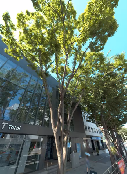 tree photo