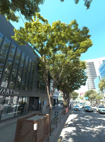 tree photo