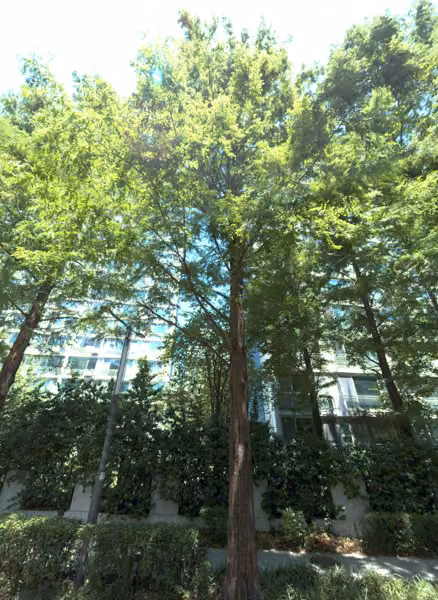 tree photo