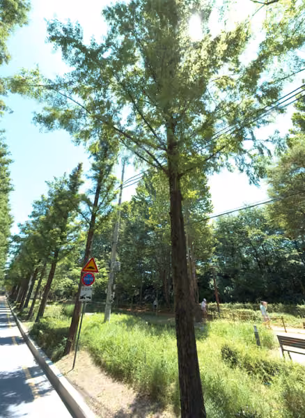 tree photo