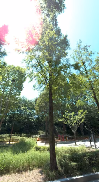 tree photo