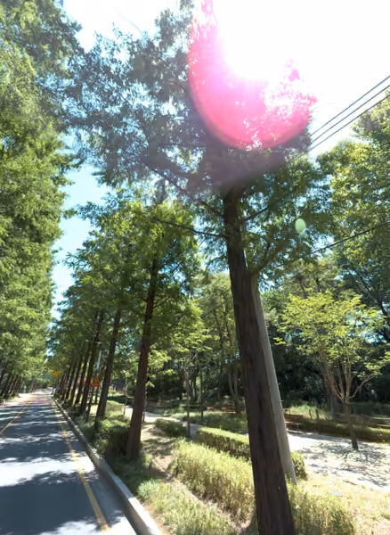 tree photo