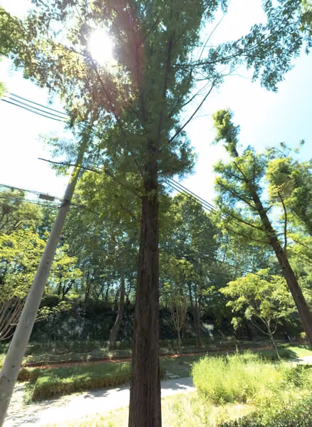 tree photo