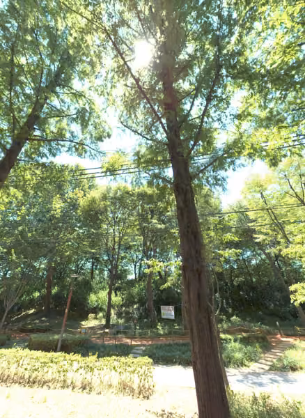 tree photo