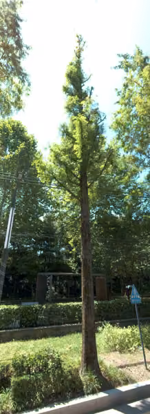 tree photo
