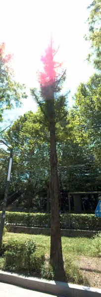 tree photo