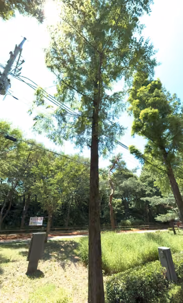 tree photo