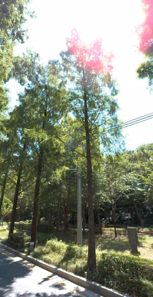 tree photo