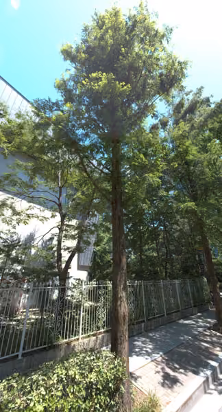 tree photo