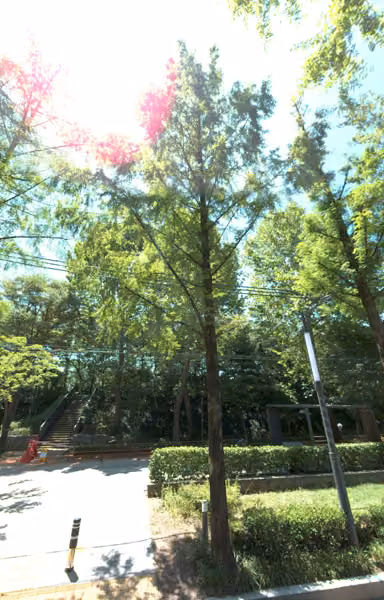tree photo