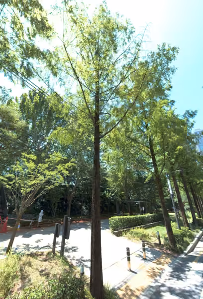 tree photo