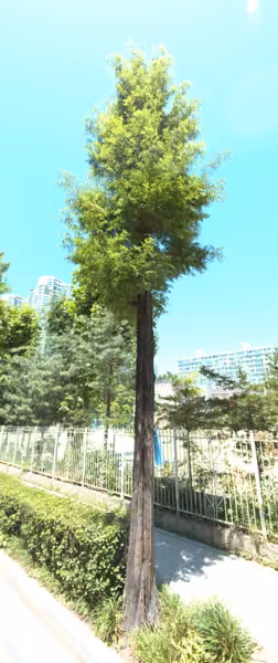 tree photo
