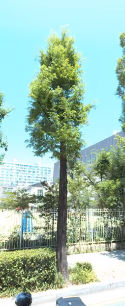 tree photo