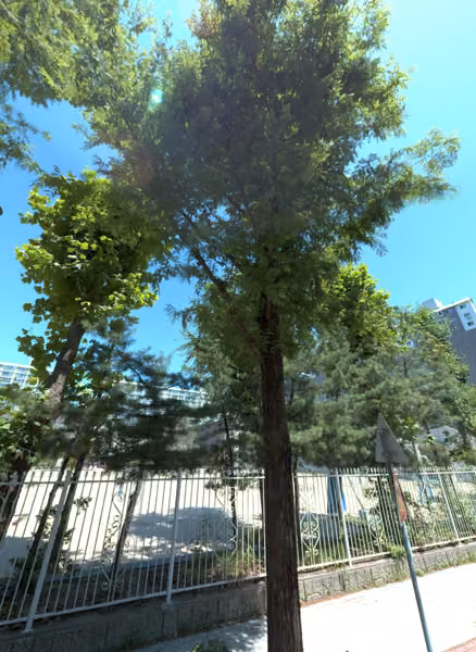 tree photo