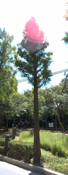 tree photo