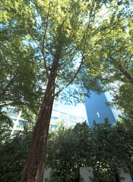 tree photo