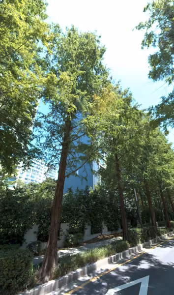 tree photo