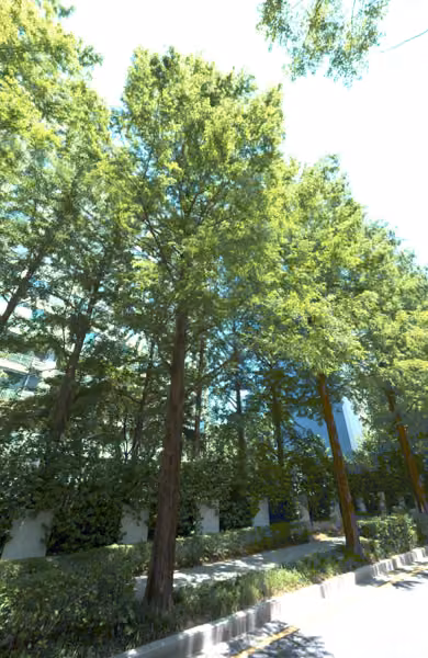 tree photo