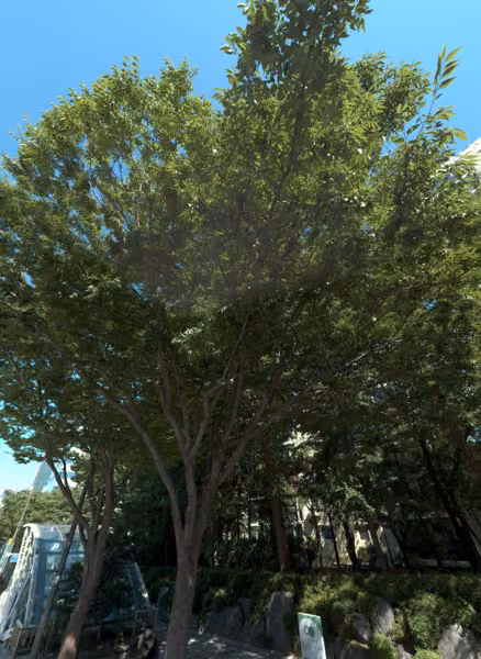 tree photo