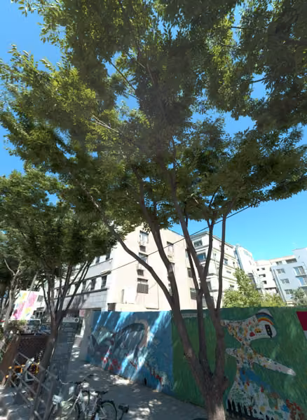 tree photo