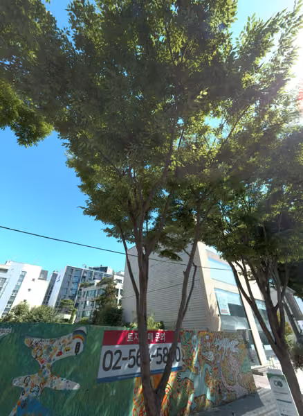 tree photo